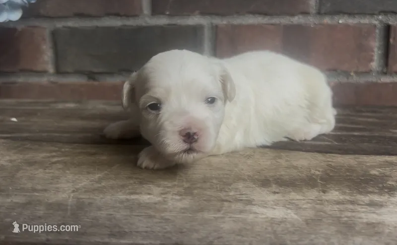 Watson – Coton de Tulear puppy for sale in Jackson, TN