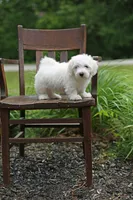 Dolly, a female Coton de Tulear for sale in Jackson, TN – 8 of 9