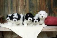 Watson, a male Coton de Tulear for sale in Jackson, TN – 6 of 8