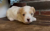 Sherlock, a male Coton de Tulear for sale in Jackson, TN – 2 of 8