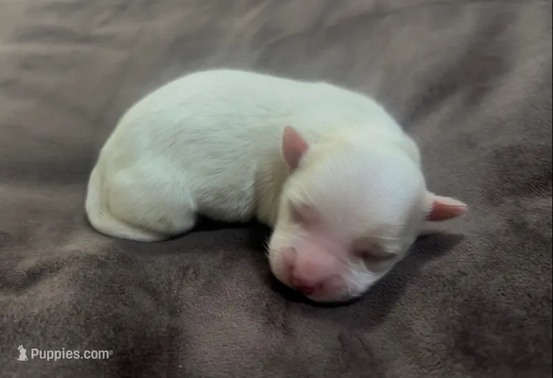 Dolly – Coton de Tulear puppy for sale in Jackson, TN
