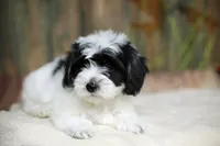 Minnie, a female Coton de Tulear for sale in Jackson, TN – 4 of 7