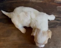 Sherlock, a male Coton de Tulear for sale in Jackson, TN – 4 of 8