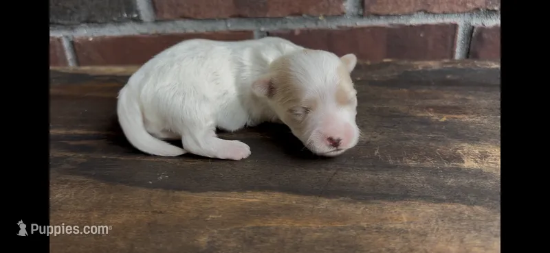 Sherlock – Coton de Tulear puppy for sale in Jackson, TN