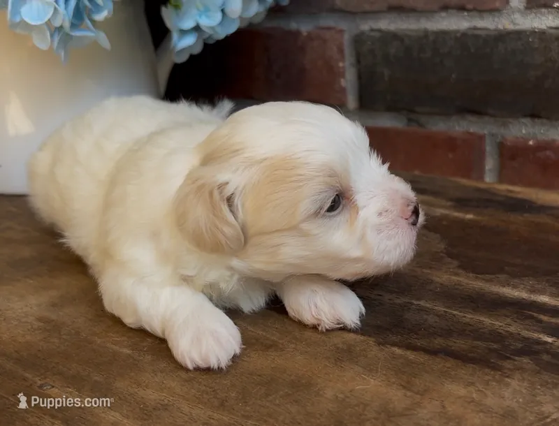 Watson – Coton de Tulear puppy for sale in Jackson, TN