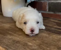 Watson, a male Coton de Tulear for sale in Jackson, TN – 2 of 8