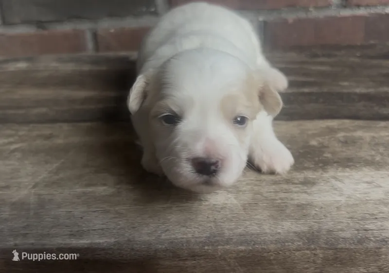 Dolly – Coton de Tulear puppy for sale in Jackson, TN
