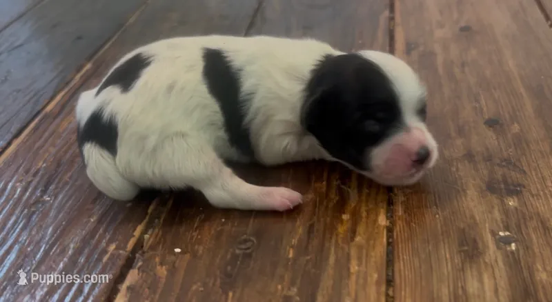 Minnie – Coton de Tulear puppy for sale in Jackson, TN