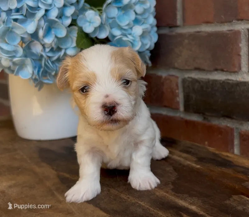 Sherlock – Coton de Tulear puppy for sale in Jackson, TN