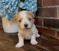 Sherlock, a male Coton de Tulear for sale in Jackson, TN – 1 of 8