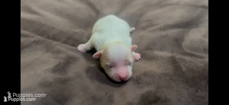 Watson – Coton de Tulear puppy for sale in Jackson, TN