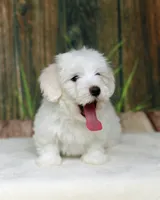Dolly, a female Coton de Tulear for sale in Jackson, TN – 7 of 9