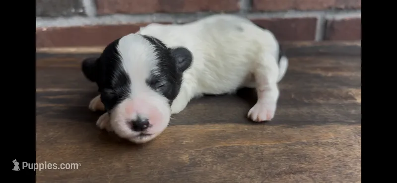 Minnie – Coton de Tulear puppy for sale in Jackson, TN