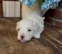 Watson, a male Coton de Tulear for sale in Jackson, TN – 4 of 8