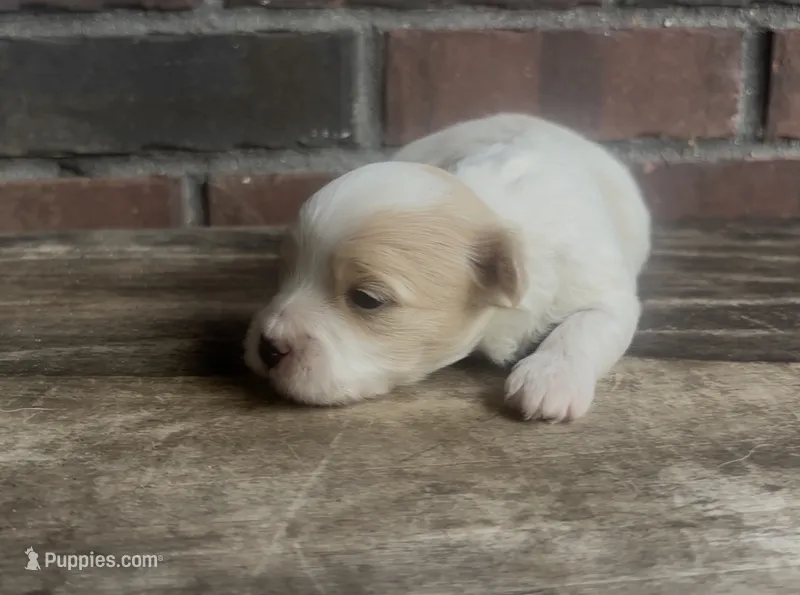 Sherlock – Coton de Tulear puppy for sale in Jackson, TN