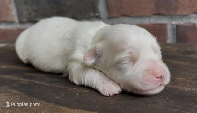 Watson – Coton de Tulear puppy for sale in Jackson, TN
