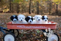 Watson, a male Coton de Tulear for sale in Jackson, TN – 5 of 8