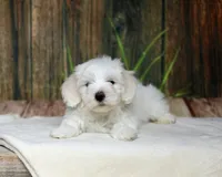 Sherlock, a male Coton de Tulear for sale in Jackson, TN – 7 of 8