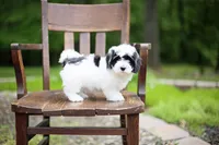 Minnie, a female Coton de Tulear for sale in Jackson, TN – 5 of 7