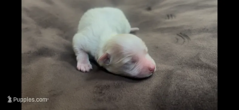 Watson – Coton de Tulear puppy for sale in Jackson, TN