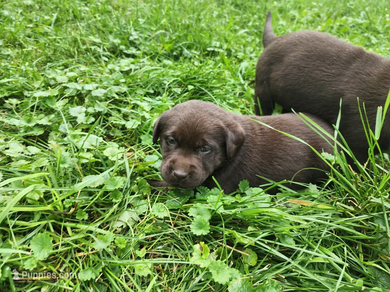 Emerald Green  – Labrador Retriever puppy for sale in Kendall, WI