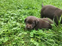 Emerald Green , a female Labrador Retriever for sale in Kendall, WI – 1 of 7