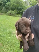 Pumpkin orange., a female Labrador Retriever for sale in Kendall, WI – 6 of 7