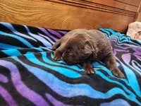 Tulip, a female Labrador Retriever for sale in Kendall, WI – 2 of 5