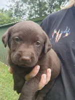 Red bull, a male Labrador Retriever for sale in Kendall, WI – 3 of 8