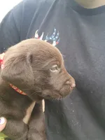 Red bull, a male Labrador Retriever for sale in Kendall, WI – 6 of 8