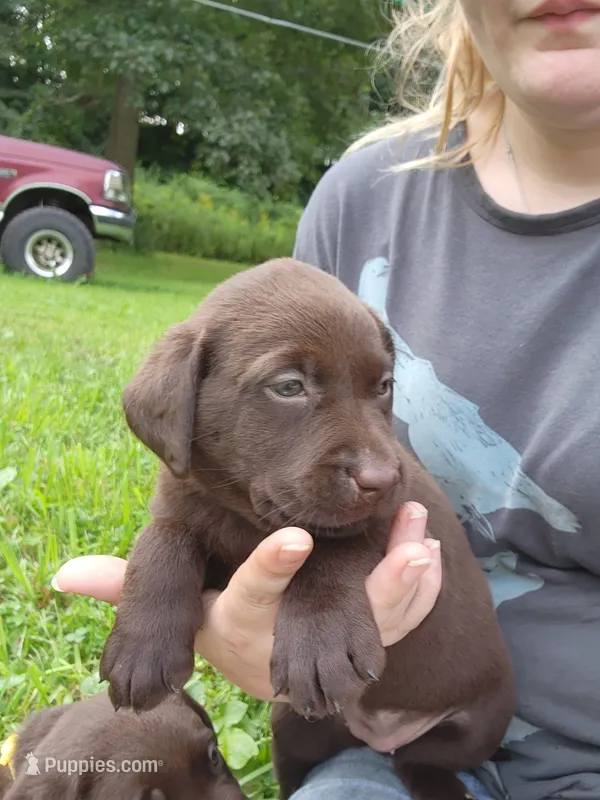 Peony pink – Labrador Retriever puppy for sale in Kendall, WI
