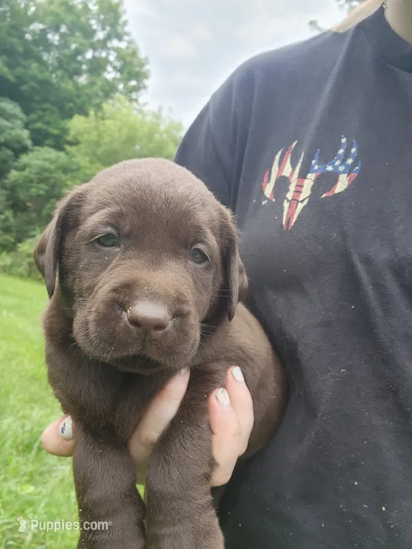 Green bean.\nHey – Labrador Retriever puppy for sale in Kendall, WI