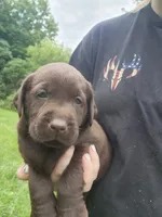 Green bean.\nHey, a male Labrador Retriever for sale in Kendall, WI – 1 of 9