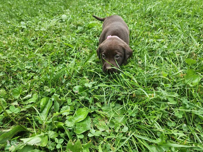 Peony pink – Labrador Retriever puppy for sale in Kendall, WI