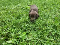 Peony pink, a female Labrador Retriever for sale in Kendall, WI – 1 of 7