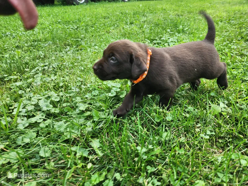 Pumpkin orange. – Labrador Retriever puppy for sale in Kendall, WI