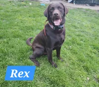 Green bean.\nHey, a male Labrador Retriever for sale in Kendall, WI – 7 of 9