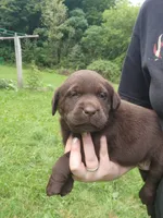 Emerald Green , a female Labrador Retriever for sale in Kendall, WI – 3 of 7