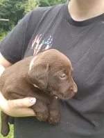 Peony pink, a female Labrador Retriever for sale in Kendall, WI – 2 of 7