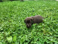 Green bean.\nHey, a male Labrador Retriever for sale in Kendall, WI – 6 of 9