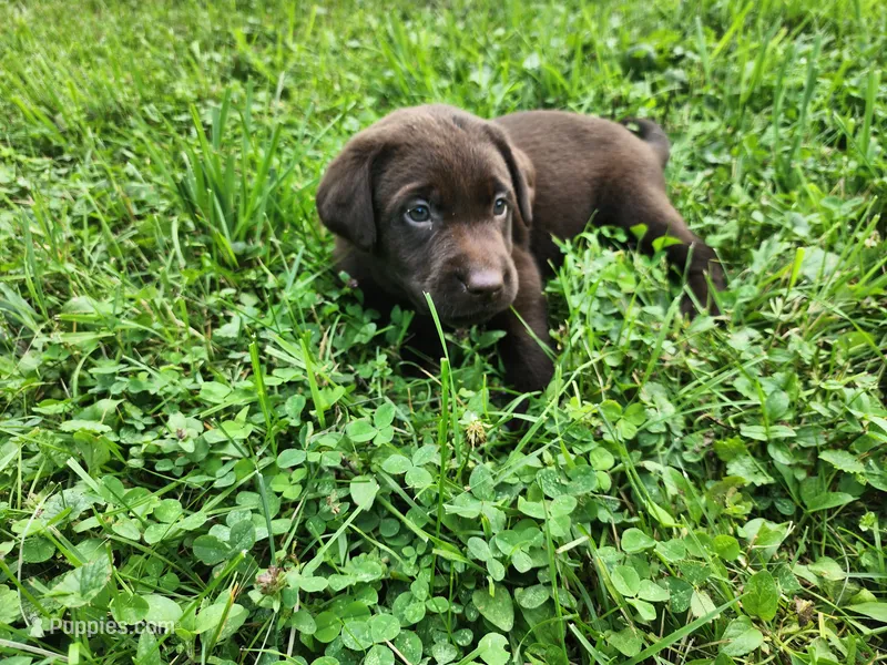 Tulip yellow  – Labrador Retriever puppy for sale in Kendall, WI