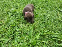 Peony pink, a female Labrador Retriever for sale in Kendall, WI – 6 of 7