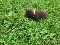 Peony pink, a female Labrador Retriever for sale in Kendall, WI – 3 of 7