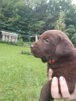 Red bull, a male Labrador Retriever for sale in Kendall, WI – 2 of 8