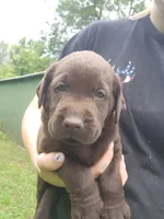 Green bean.\nHey, a male Labrador Retriever for sale in Kendall, WI – 3 of 9