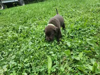 Green bean.\nHey, a male Labrador Retriever for sale in Kendall, WI – 9 of 9