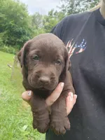 Green bean.\nHey, a male Labrador Retriever for sale in Kendall, WI – 4 of 9