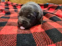Rex junior, a male Labrador Retriever for sale in Kendall, WI – 3 of 6