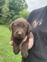 Peony pink, a female Labrador Retriever for sale in Kendall, WI – 5 of 7