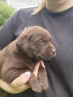 Emerald Green , a female Labrador Retriever for sale in Kendall, WI – 7 of 7